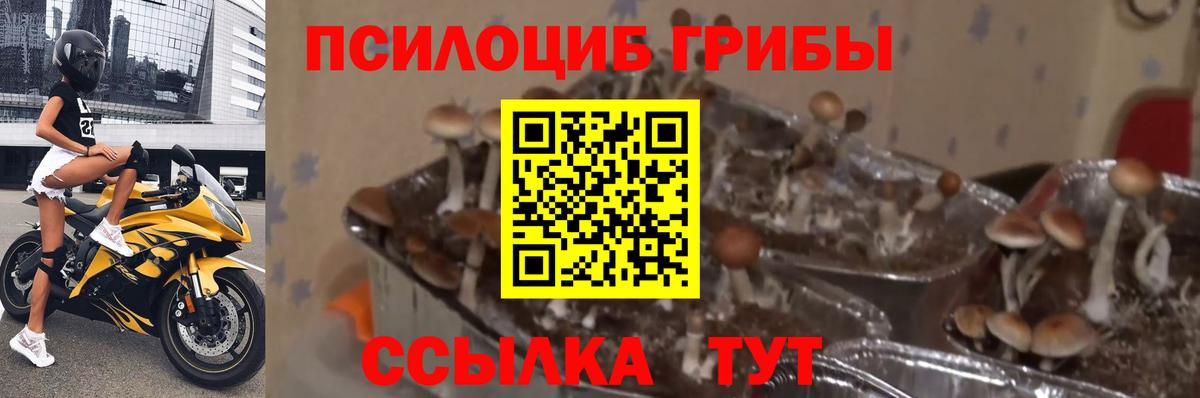 Псилоцибиновые грибы ЛСД Рубцовск